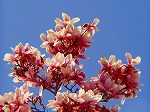 20070323 19.jpg